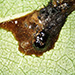 A lepidopteran larva killed by baculovirus displaying the typical cadaver liquefaction and release of virus particles.