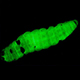 bioluminescence of Photorhabdus bacteria in infected host (D. Fenolio)