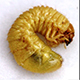 Steinernema/Xenorhabdus infected white grub (A. Koppenhöfer)