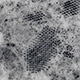 Varroa mite with picorna-like virus